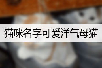 母猫名字图片