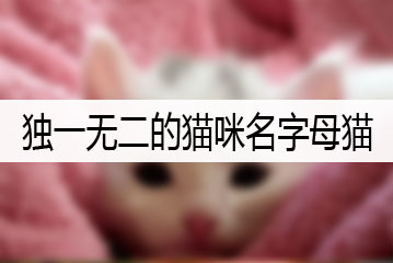 母猫名字图片